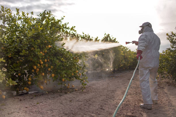 Reliable Davisboro, GA Pest Control Solutions